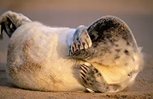 Anthropomorphic: GREY SEAL - pup lying on sandy beach, covers eyes