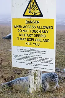 Bombing: Grey Seal - pup on RAF bombing range used as a