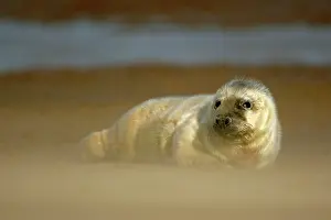 Sandstorm: Grey Seal - pup resting on sand bank during sandstorm