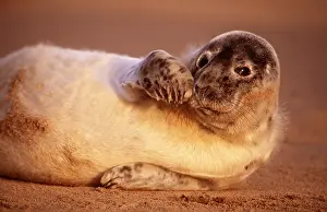 Geoff Trinder: GREY SEAL pup on UK beach