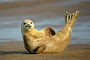 Expressons: Grey Seal - resting on beach stretching it's body
