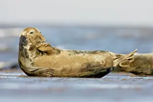 Chin: Grey Seal - resting on sandy beach scratching chin