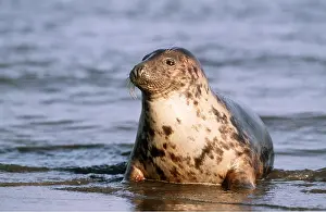 Geoff Trinder: GREY SEAL - at sea edge