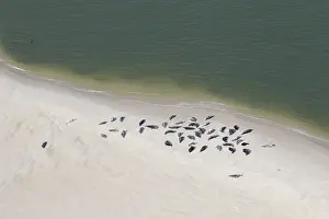 Habour: Grey Seals and Common Seals - resting on a sand