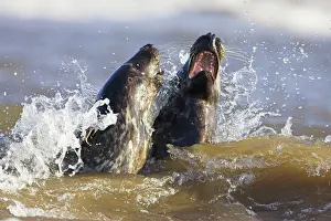 Roy Glen: Grey Seals - frolicking in the surf