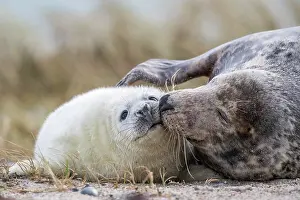 Canoodle: Grey seals (Halichoerus grypus) on the beach, kitten