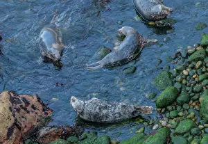 Free: Grey seals, Halichoerus grypus, at breeding beac