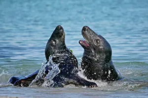 200819: Two Grey seals (Halichoerus grypus) fighting in