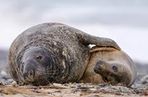 Embrace: Grey seals (Halichoerus grypus) hug, male and female