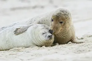 Cuddle: Grey Seals (Halichoerus grypus), mother and pup