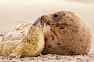 Loves: Grey seals (Halichoerus grypus), newborn pup with