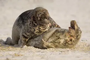 Saxon: Grey seals (Halichoerus grypus), pair of animals