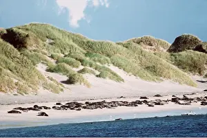 Elizabeth Bomford: GREY SEALS - pre-breeding assembly