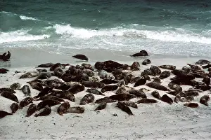 Elizabeth Bomford: GREY SEALS - Pre-breeding assembly