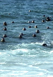 Elizabeth Bomford: GREY SEALS - IN SEA