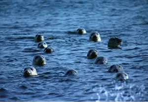 R T Smith: GREY SEALS - IN WATER