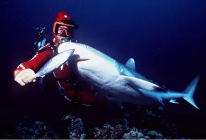 Sharks: GREY SHARK - Being fed by scuba diver