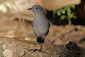 Shrike: Grey Shrike-Thrush female