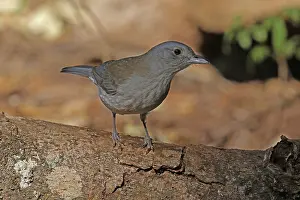 Shrike: Grey Shrike-Thrush female