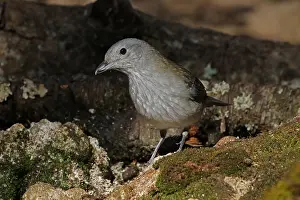 Shrike: Grey Shrike-Thrush female