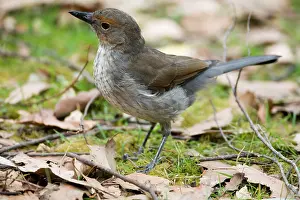 Colluricincla: Grey Shrike-thrush - On ground