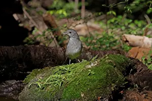Shrike: Grey Shrike-thrush imm female