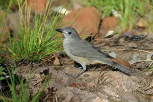 Colluricincla: Grey Shrike-thrush - Male
