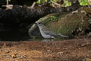 Shrike: Grey Shrike-thrush male