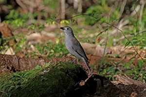 Shrike: Grey Shrike-thrush male