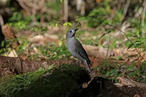 Shrike: Grey Shrike-thrush male