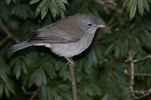 Shrikethrush: Grey Shrikethrush / Shrike-thrush