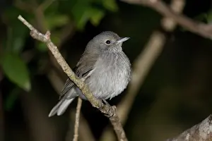 Shrikethrush: Grey Shrikethrush / Shrike-thrush