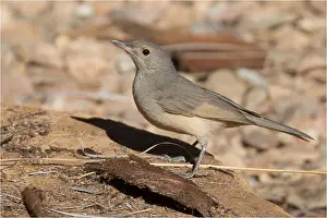 Alice: Grey Shrikethrush - Standing on a rock - At Olive