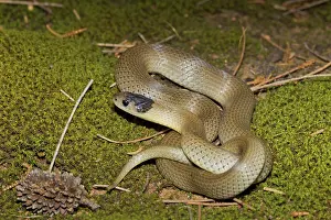 Tara: Grey Snake