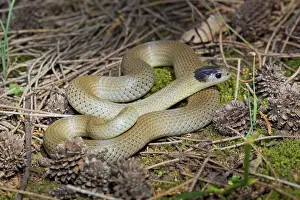 Tara: Grey Snake