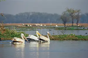 Philippensis: Grey / Spot-billed Pelican