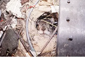 Elizabeth Bomford: GREY SQUIRREL -