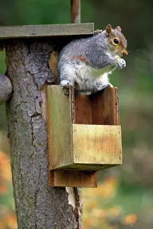 Stealing: Grey Squirrel -
