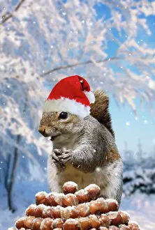 Piles: Grey Squirrel