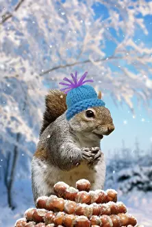 Piles: Grey Squirrel