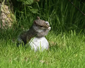 Carolinensis: Grey Squirrel