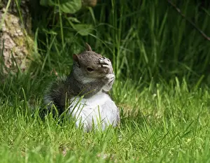 Carolinensis: Grey Squirrel