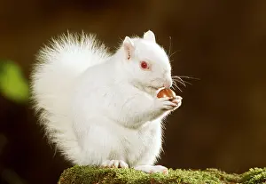 Nuts: GREY SQUIRREL - Albino eating nut