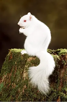 Albino: GREY SQUIRREL - albino on tree trunk