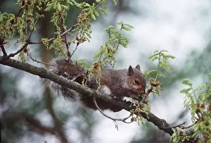 Elizabeth Bomford: Grey Squirrel - balancing in spring oak tree