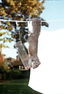 Agility: GREY SQUIRREL - balancing from washing line to get peanuts