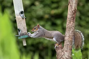 Reaching: Grey Squirrel - At Bird Feeder - UK