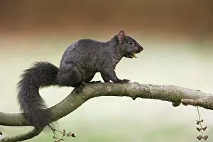 Nuts: Grey Squirrel - black form with acorn