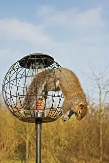 Proof: Grey Squirrel - caught in squirrel proof bird feeder