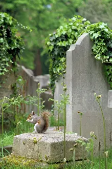 Cemetry: Grey Squirrel - in cemetry